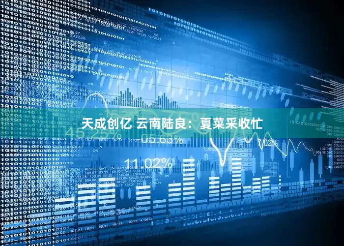 天成创亿 云南陆良：夏菜采收忙
